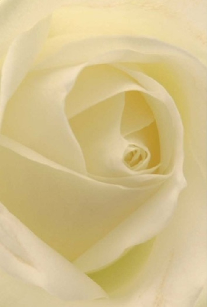 Seen in close detail, this classic white rose reveals a graceful interplay of softness and structure within every petal. The composition radiates tranquility, as shades of ivory and cream gently blend together under natural light-one might imagine the effect of sunlight drifting through the windows of a home in Romford's Gidea Park. Each spiral layer of the rose's heart alludes to purity and quiet resilience, while the subtle gradations of colour and light accentuate its natural beauty. As someone who's arranged flowers for all manner of local moments, from wedding vows exchanged on Main Road to thoughtful gestures of apology, I see this bloom as ideal for heartfelt expressions-be it romance, remembrance, or a centrepiece of elegant simplicity. There's a serene, clean fragrance implied, delicate but unmistakable, elevating the mood to one of honest sincerity and local pride. Every petal is testament to Florist Romford's dedication to artistry and the subtle, enduring connections we help nurture in our neighbourhood.
